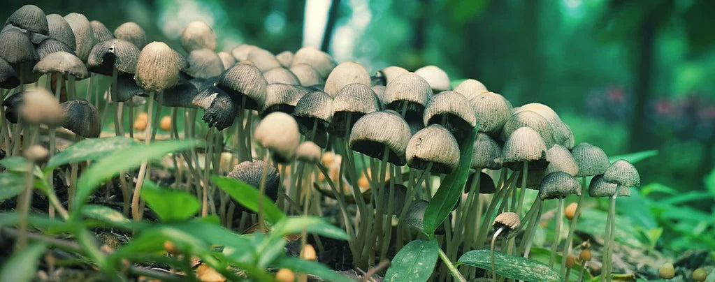 HTX Vape’s Best-Selling Legal Mushrooms – Safe and Risk-Free Options for All