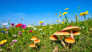 Buy Legal Mushrooms in Houston – Safe, Natural & Effective