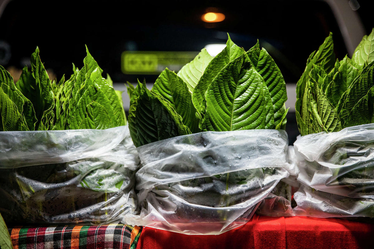 Where to Buy Vapes and Kratom in Houston: A Complete Guide